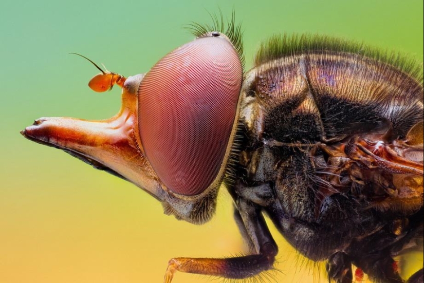 Retratos de insectos