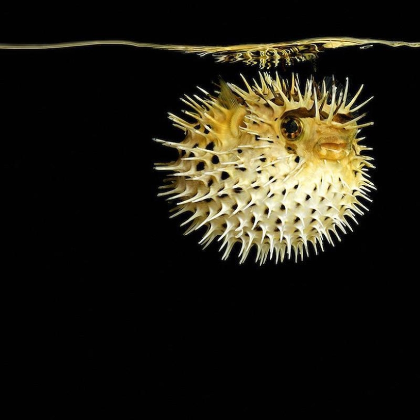 Retratos de neón de vida marina exótica