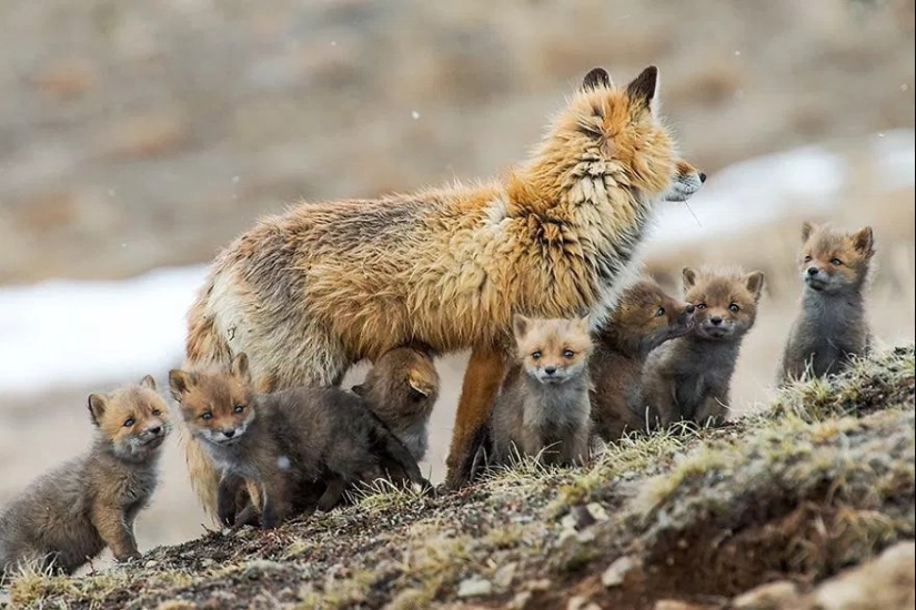 Retratos insuperables de zorros salvajes de un ingeniero de minas de Chukotka