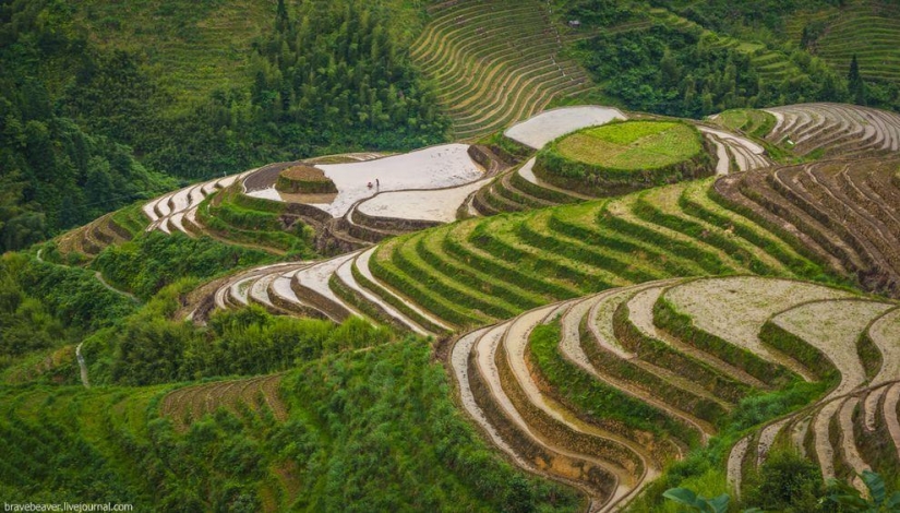 Rice terraces in Longsheng