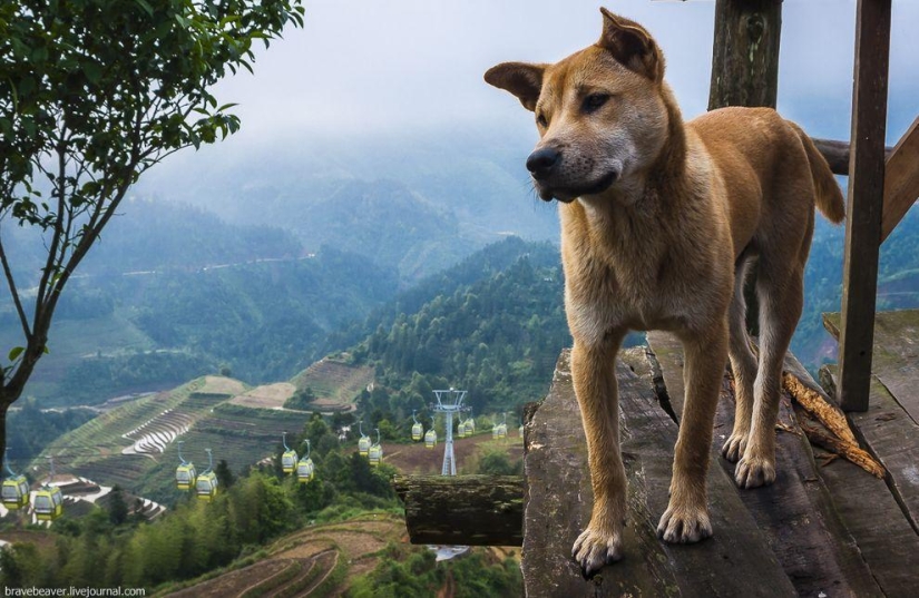 Rice terraces in Longsheng