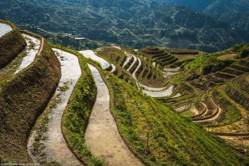 Rice terraces in Longsheng