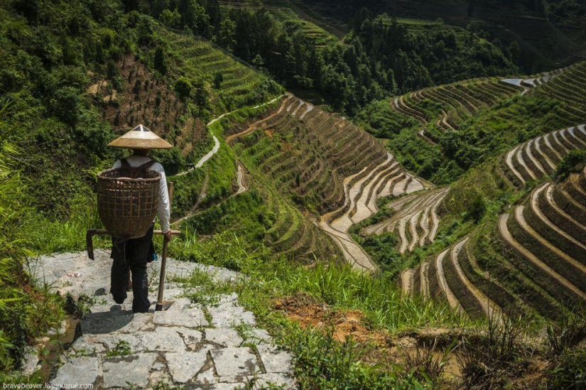 Rice terraces in Longsheng