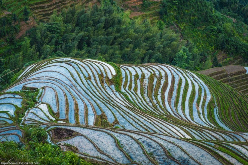 Rice terraces in Longsheng