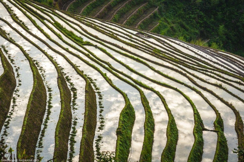 Rice terraces in Longsheng