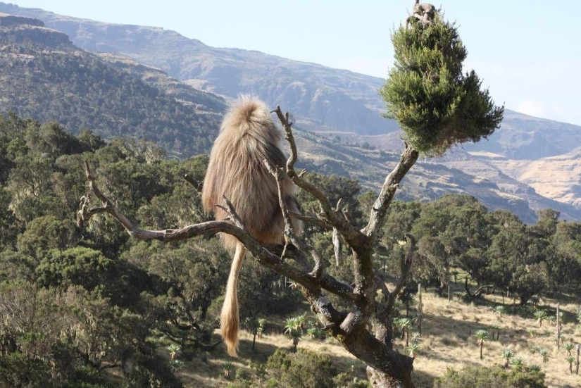 &quot;Roof of Africa&quot;: the impressive beauty of the Ethiopian highlands