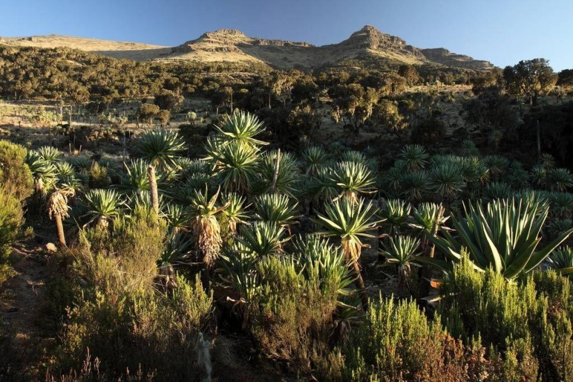 &quot;Roof of Africa&quot;: the impressive beauty of the Ethiopian highlands