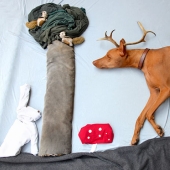 Rufus el perro que camina dormido