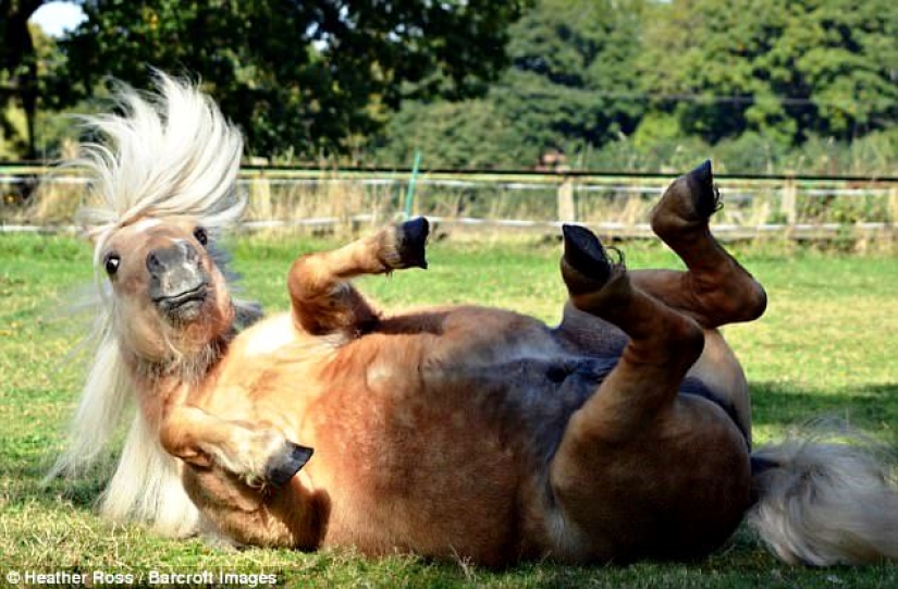 Rzhetnemozhet: animales-participantes de los Premios de Fotografía de Mascotas de Comedia