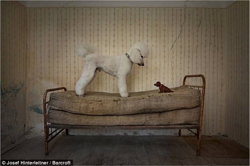 Rzhetnemozhet: animals — participants of the Comedy Pet Photography Awards