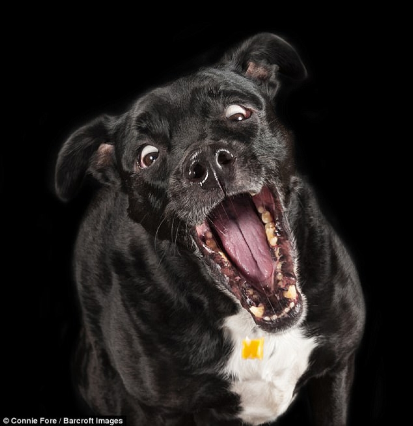 Rzhetnemozhet: animals — participants of the Comedy Pet Photography Awards