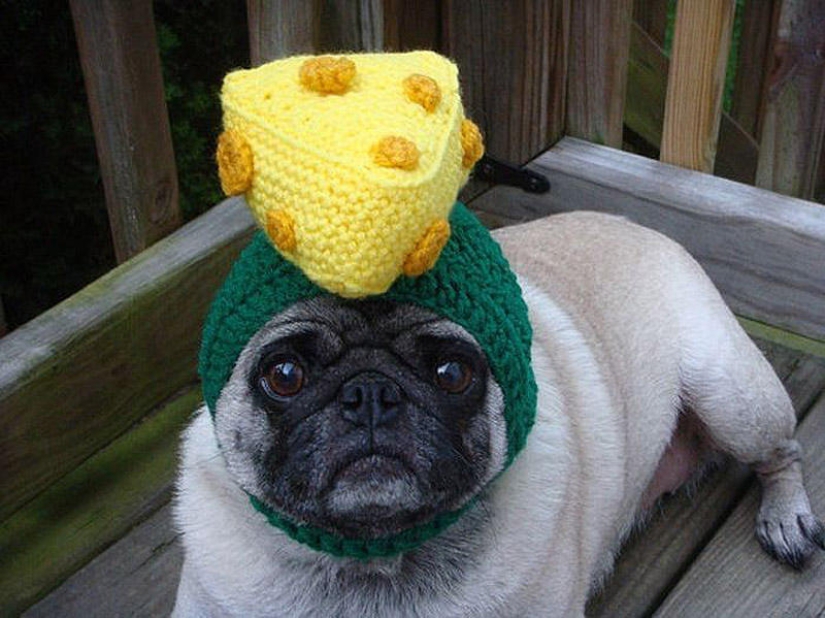 Sad pug in hats