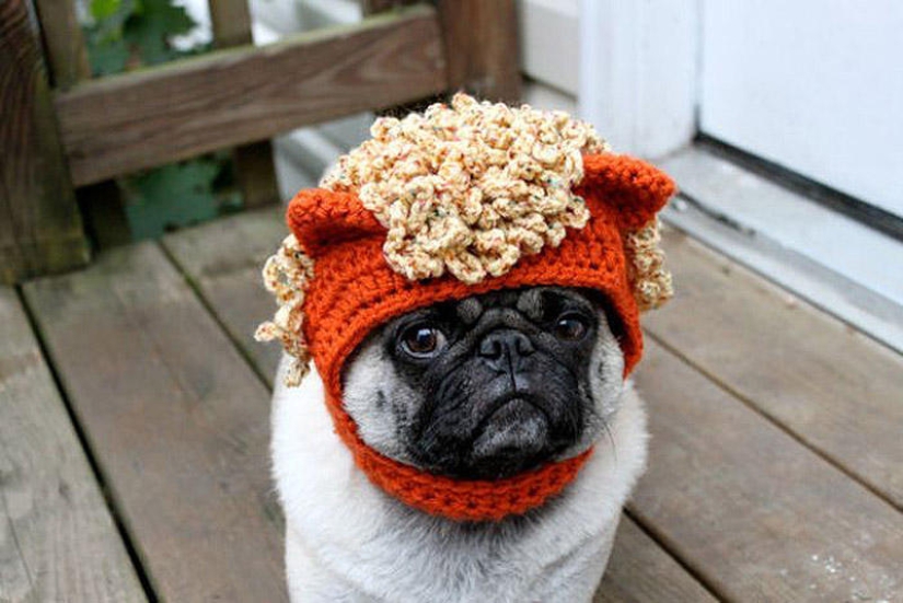 Sad pug in hats