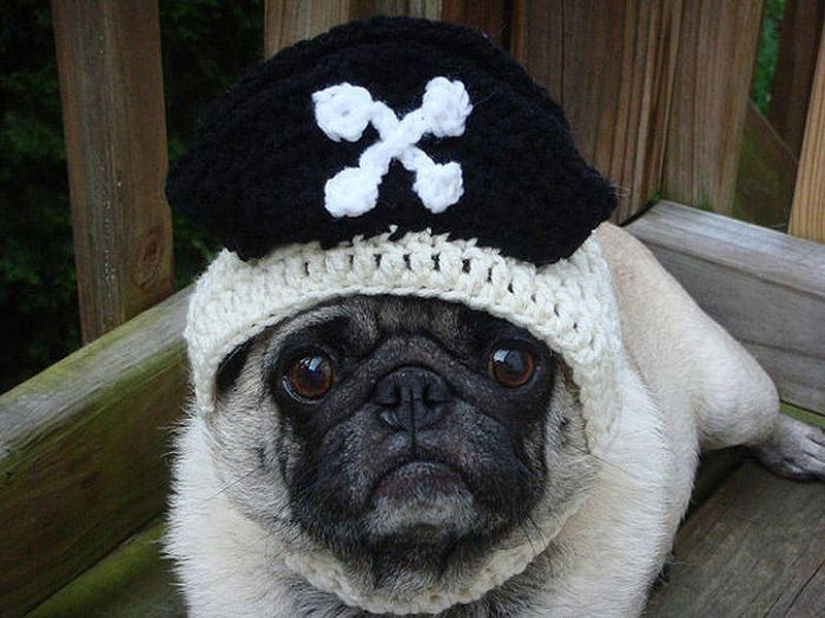 Sad pug in hats