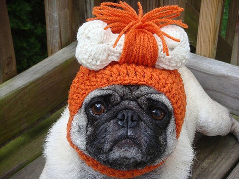 Sad pug in hats