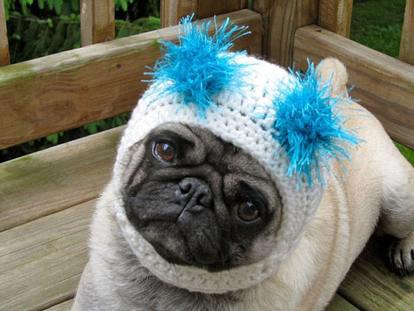 Sad pug in hats