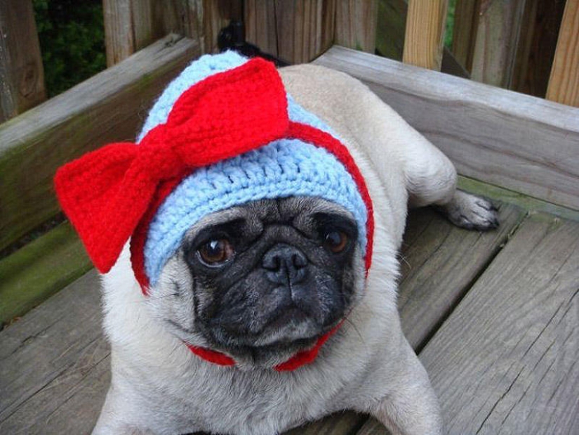 Sad pug in hats