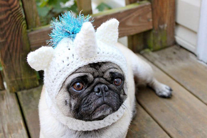 Sad pug in hats