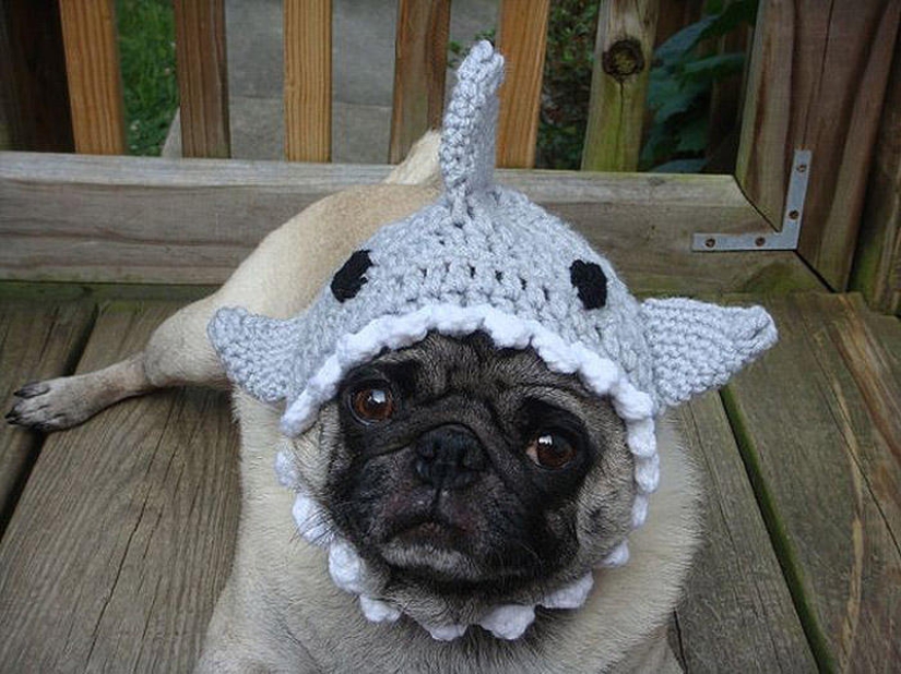 Sad pug in hats