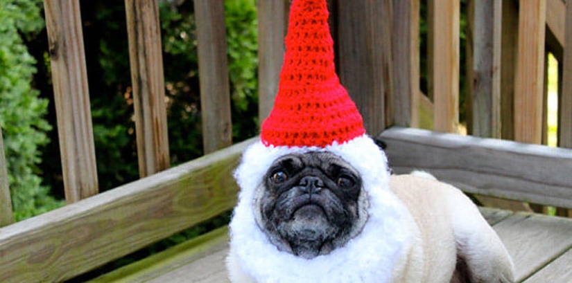 Sad pug in hats