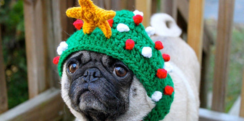 Sad pug in hats