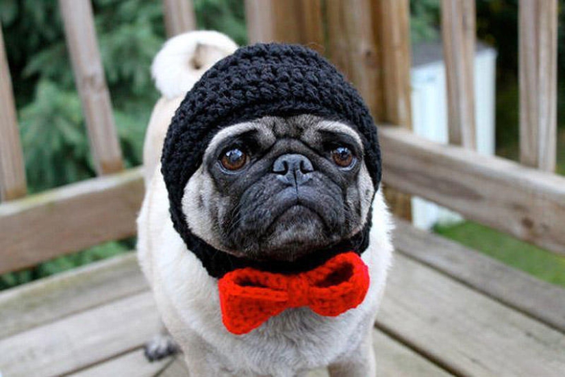 Sad pug in hats