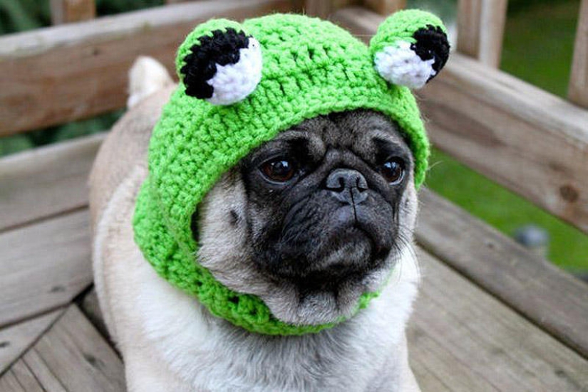 Sad pug in hats