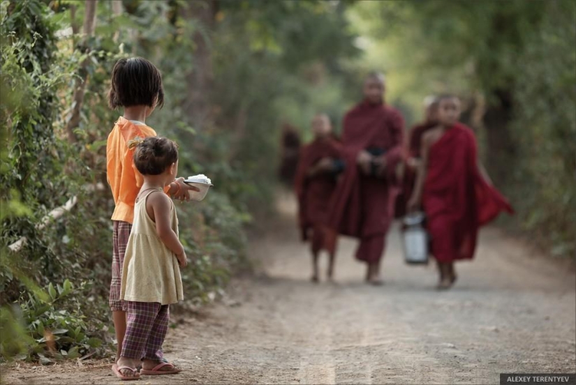 Salida del sol sobre campos de arroz y alimentación de monjes