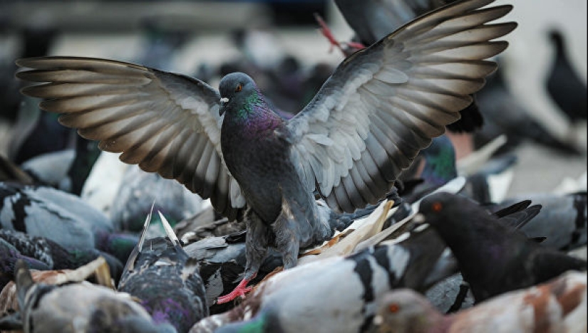 Sanciones de las autoridades de la ciudad contra las palomas: con qué molestó a la gente el ave del mundo