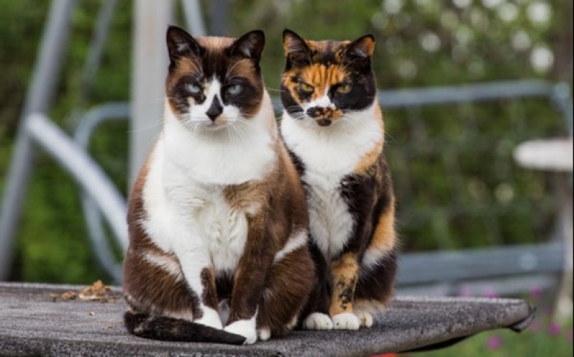 Scientists have debunked the popular myth about calico cats