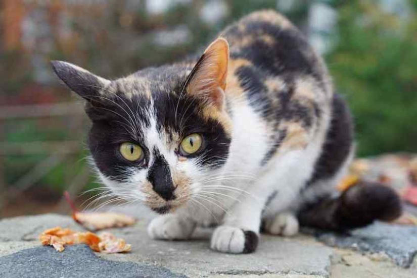 Scientists have debunked the popular myth about calico cats