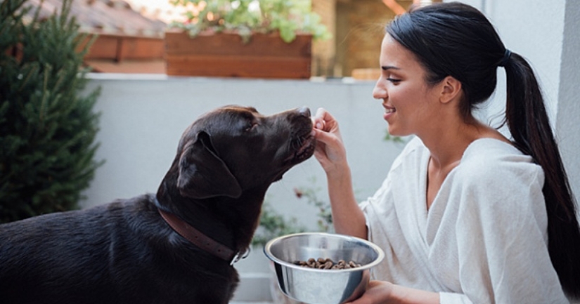 Scientists told which dog breeds live longer