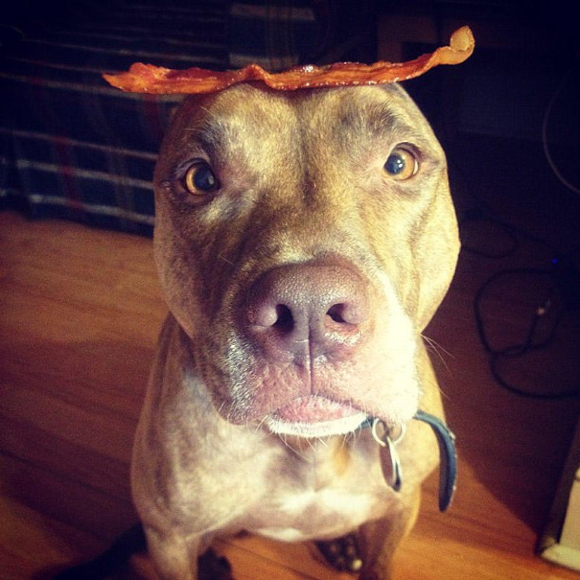 Scout - a dog with nonsense on his head