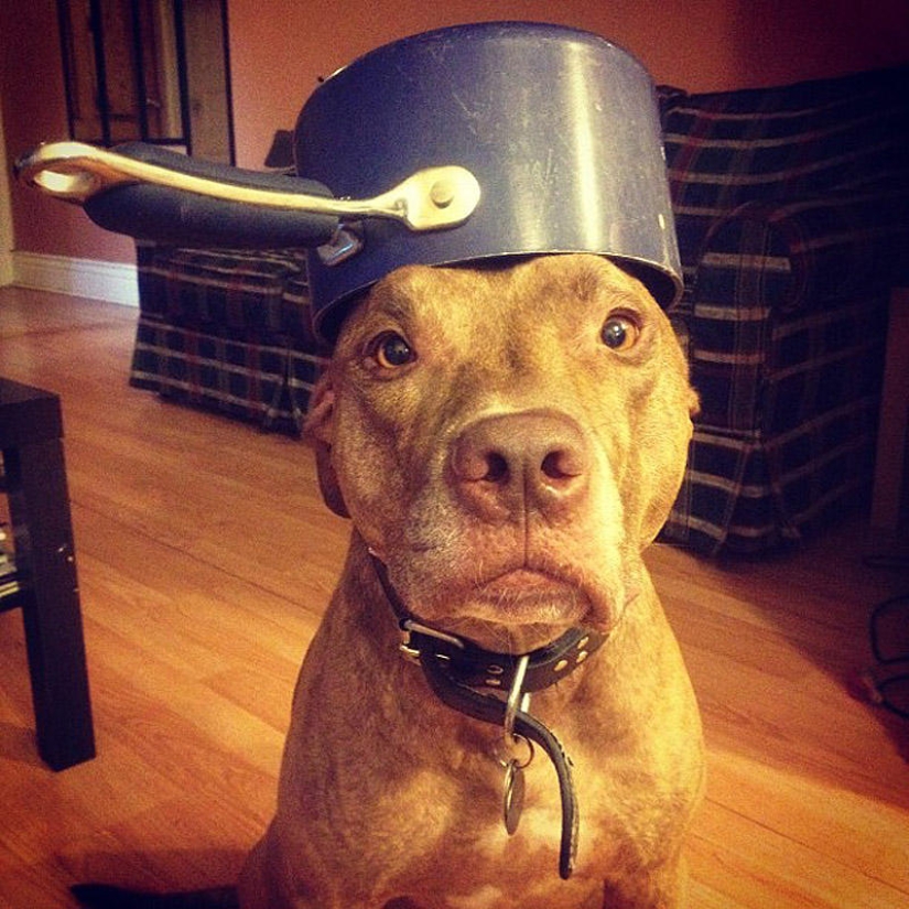 Scout - un perro con tonterías en la cabeza