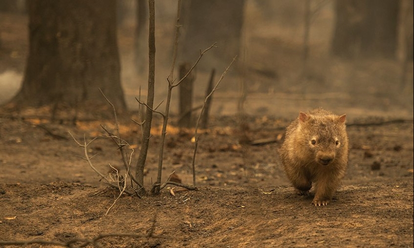 Se ha descubierto que los wombats tienen la capacidad de compasión. ¿Es tan?