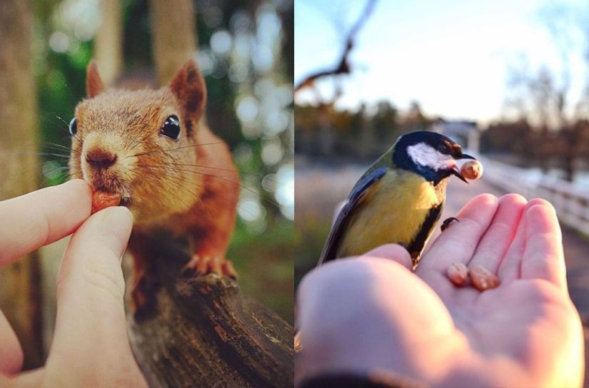 Se permite alimentar a los animales