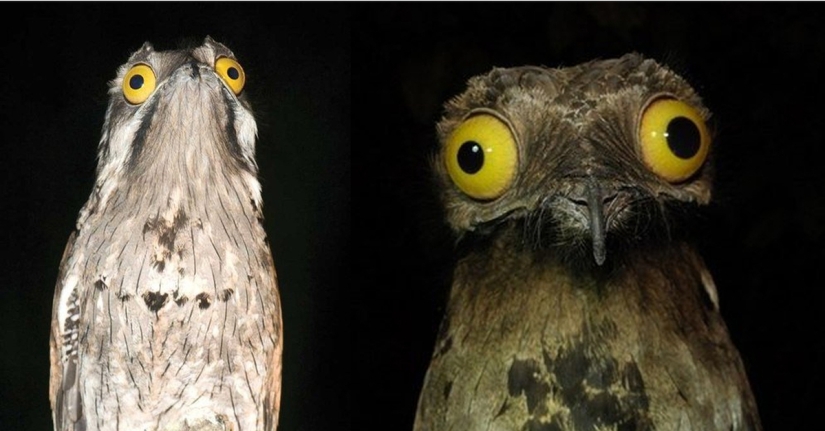 Se tapa la cara: Venezolana de aves de sudor haciendo ojos mejor que las estrellas