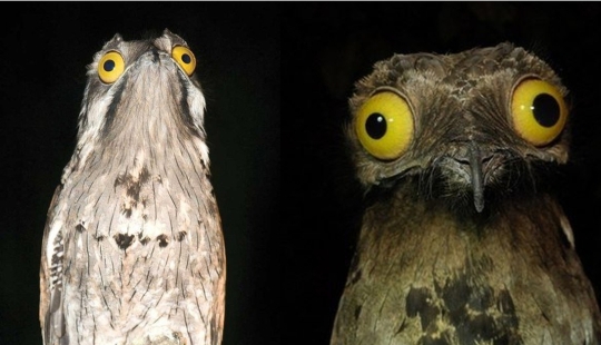 Se tapa la cara: Venezolana de aves de sudor haciendo ojos mejor que las estrellas