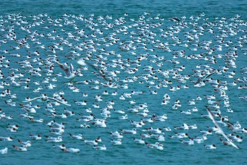 Seagulls in Batumi