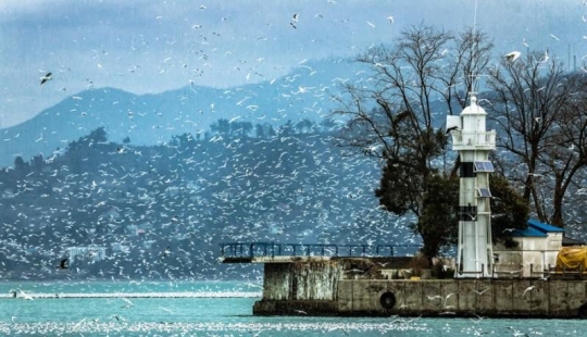 Seagulls in Batumi