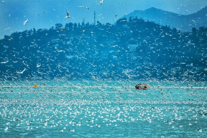 Seagulls in Batumi