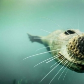 Seals photographed by Adam Hanlon