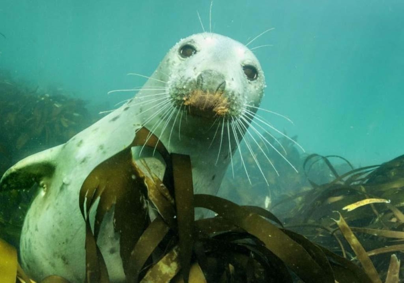 Seals photographed by Adam Hanlon