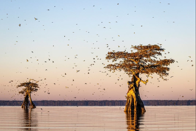 See 11 Breathtaking Bird Images From the Audubon Photography Awards