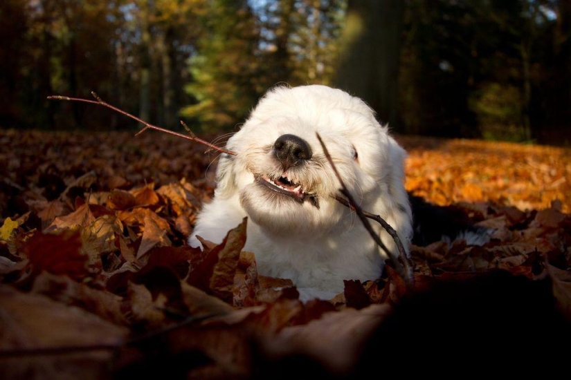 Seis adorables cachorros bobtail