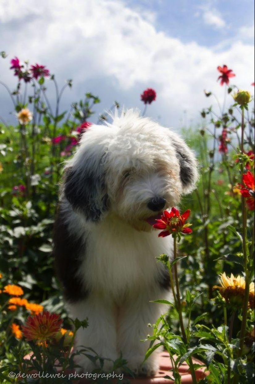 Seis adorables cachorros bobtail