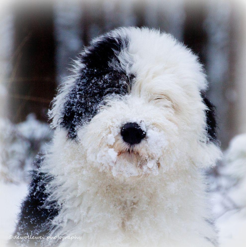 Seis adorables cachorros bobtail