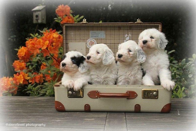 Seis adorables cachorros bobtail