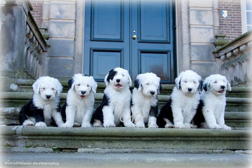 Seis adorables cachorros bobtail