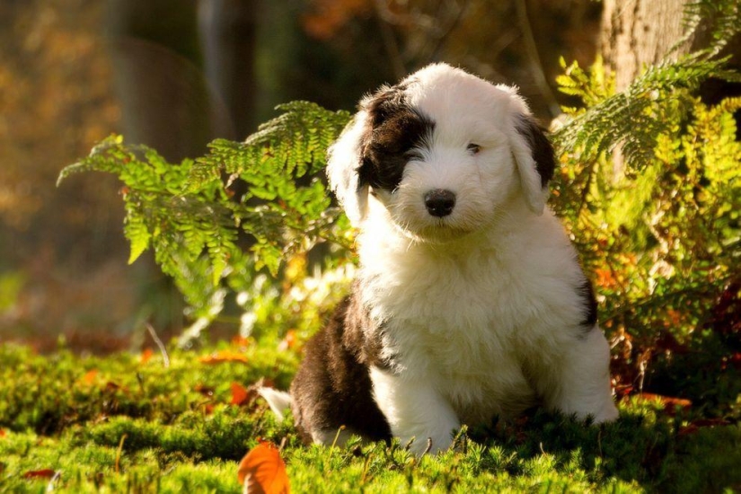 Seis adorables cachorros bobtail